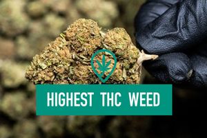 The Highest Percentage of THC Found Today
